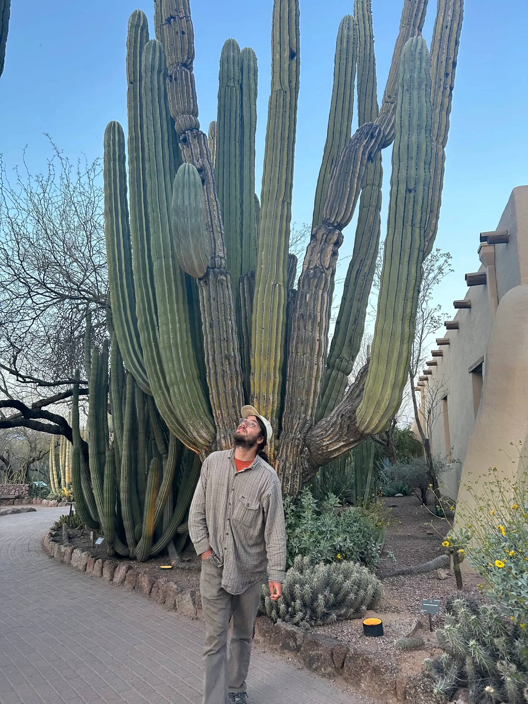 Tall cactus against blue sky