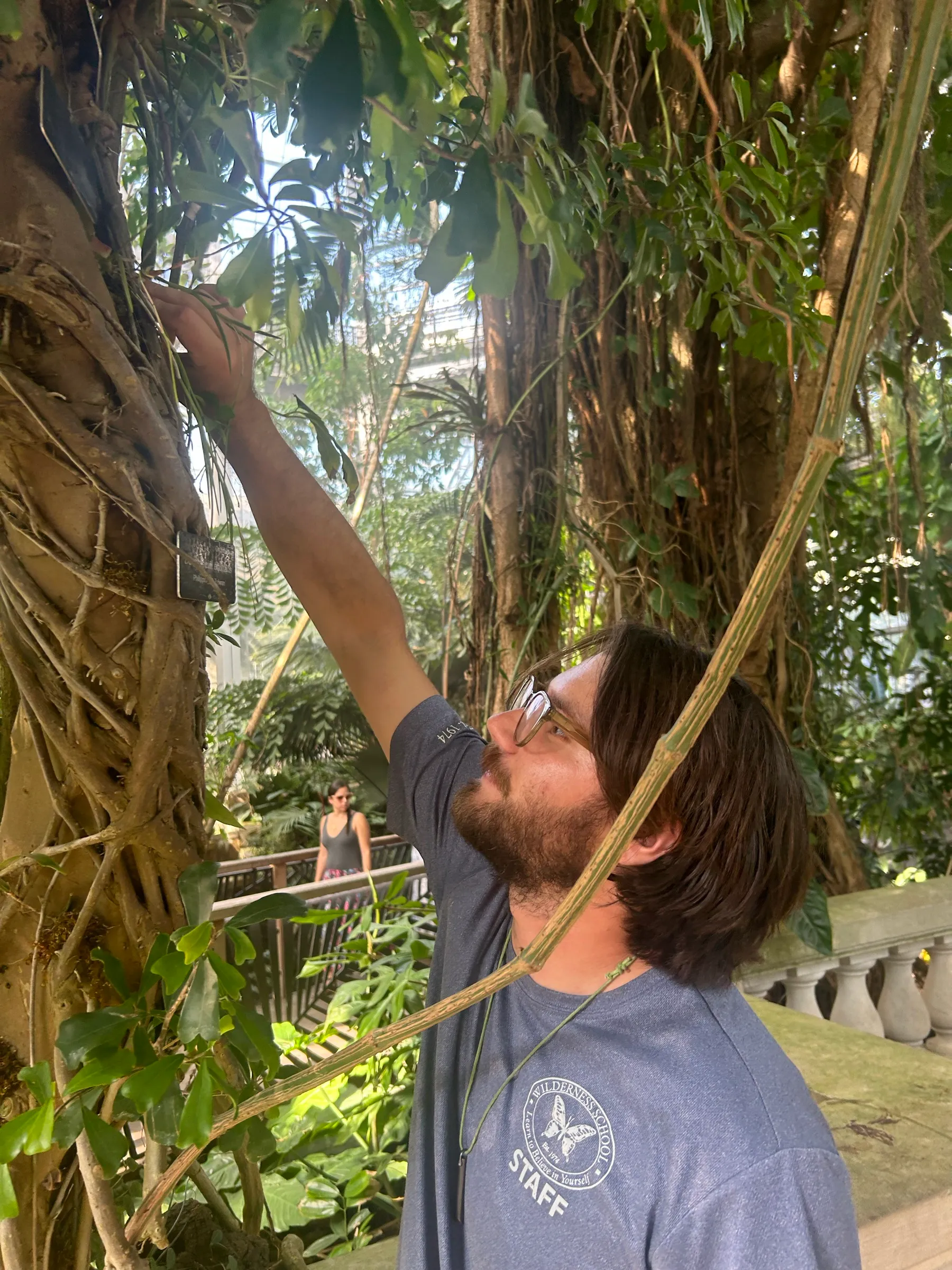 Strangler fig wrapping a host tree
